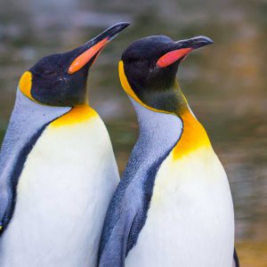 Pingüino emperador | De Pingüinos