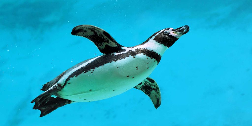 Pinguino de Humboldt nadando.