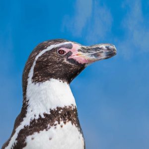 Pingüino peruano adulto