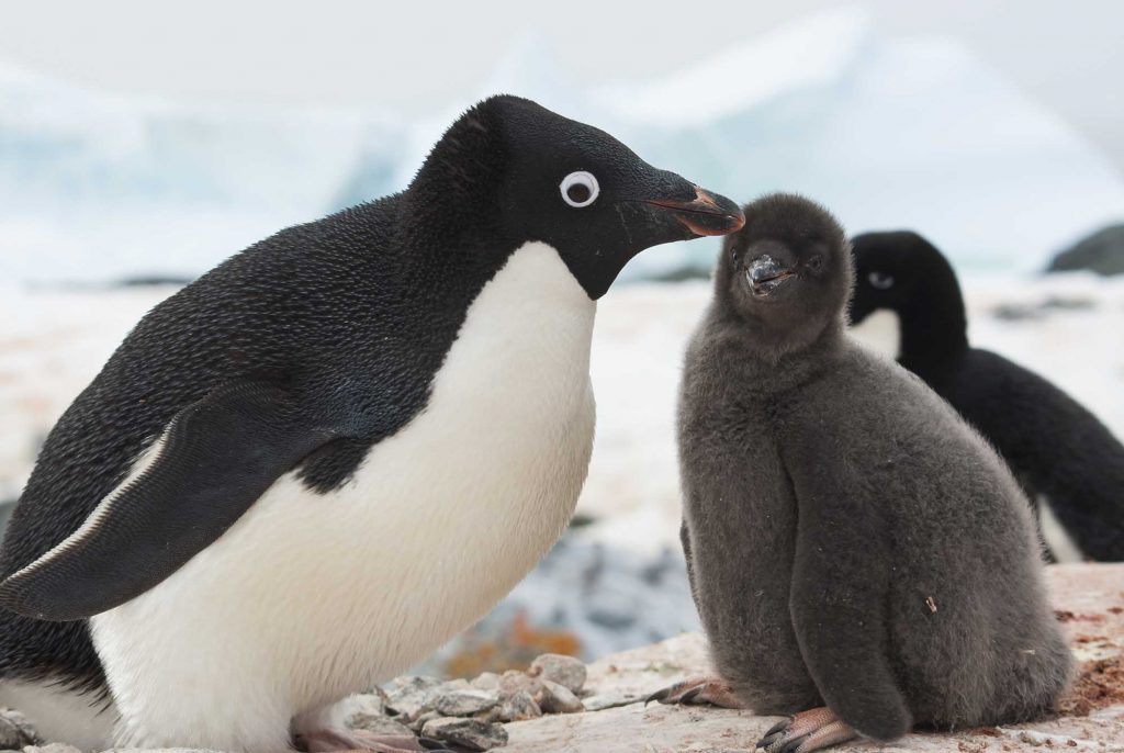 Pingüino de Adelia con su bebé pinchón.