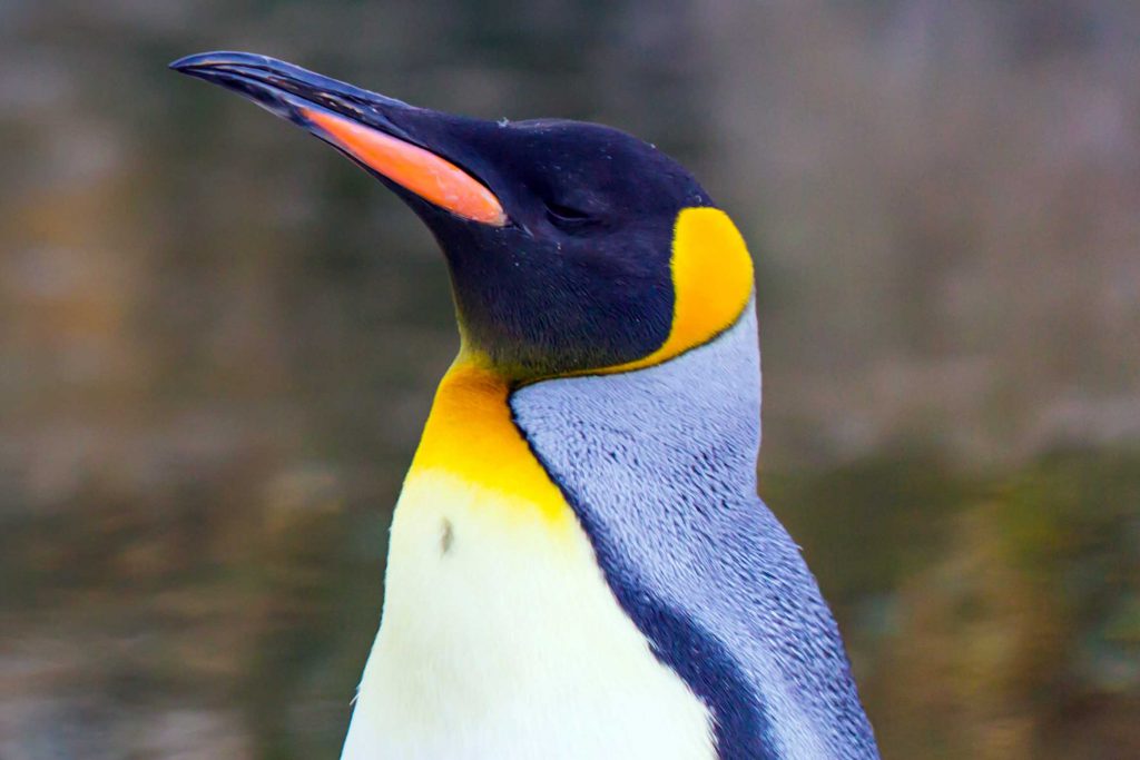 ¿Tienen plumas los pingüinos?