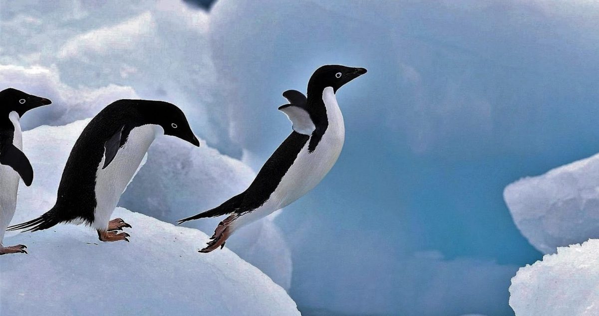 Vuelan los pingüinos