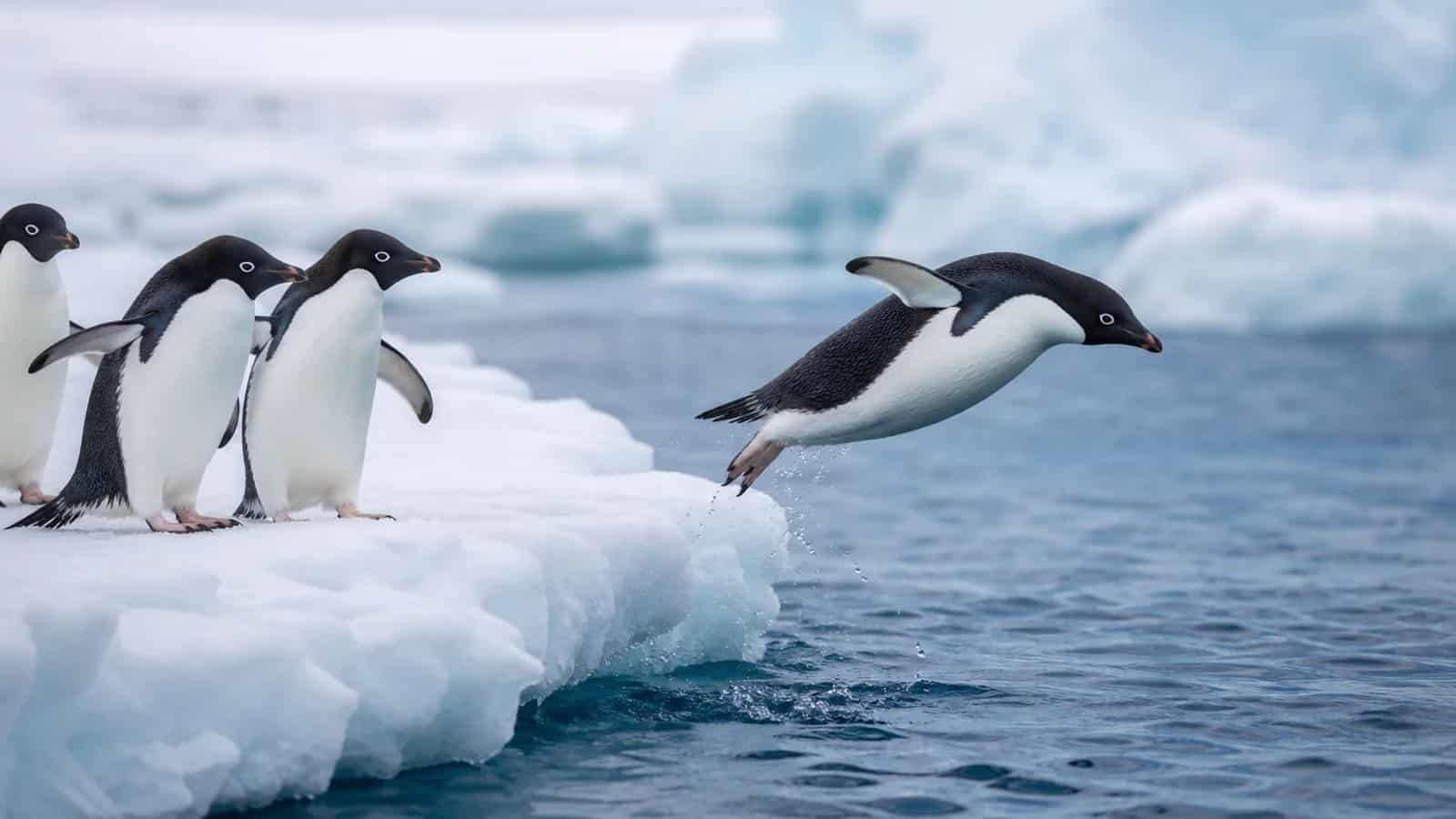 Pingüinos de Adelia saltando al agua desde una placa de hielo