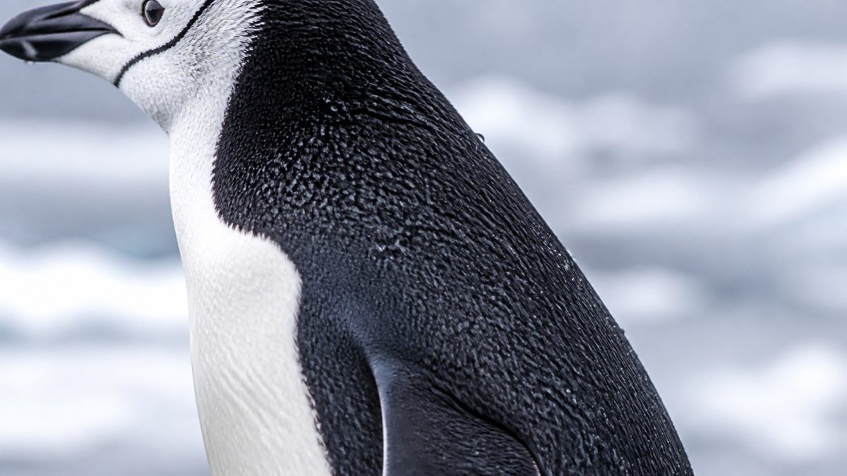 ¿Los pingüinos tienen plumas o pelo?